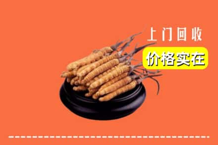 齐齐哈尔克东回收冬虫夏草